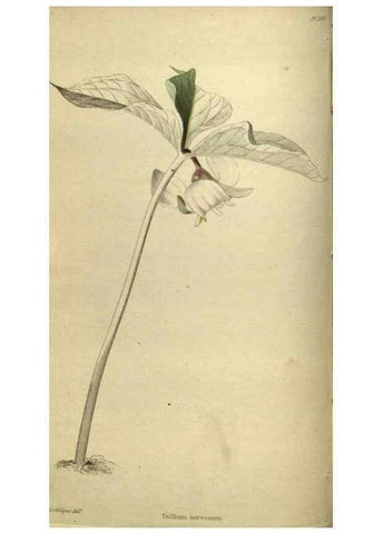 Reproducción/Reproduction 48787145443: The botanical cabinet. London :John & Arthur Arch ...,1817-1833.. 