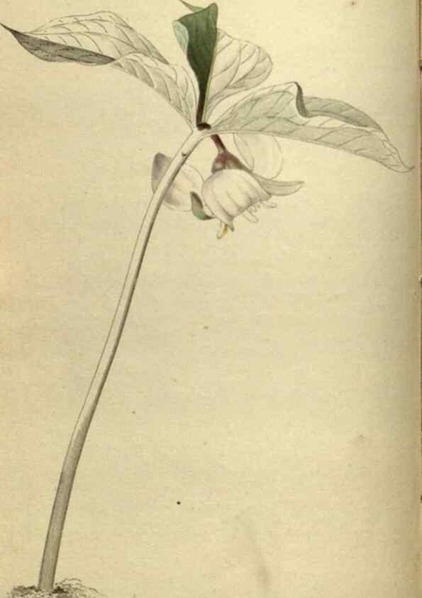 Reproducción/Reproduction 48787145443: The botanical cabinet. London :John & Arthur Arch ...,1817-1833.. 