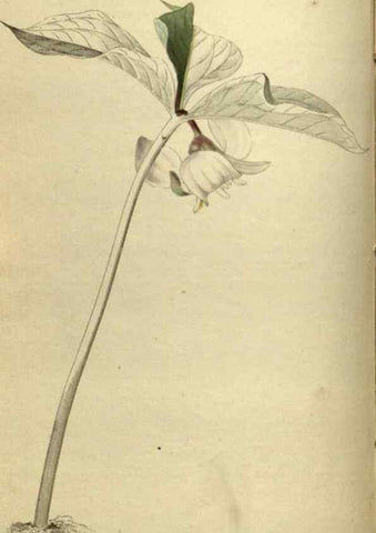 Reproducción/Reproduction 48787145443: The botanical cabinet. London :John & Arthur Arch ...,1817-1833.. 