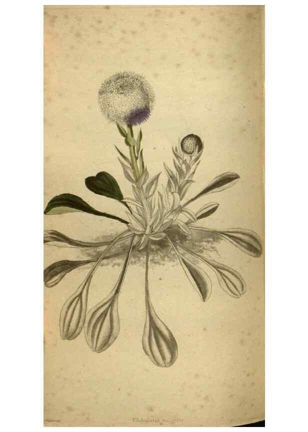 Reproducción/Reproduction 48787511696: The botanical cabinet. London :John & Arthur Arch ...,1817-1833.. 