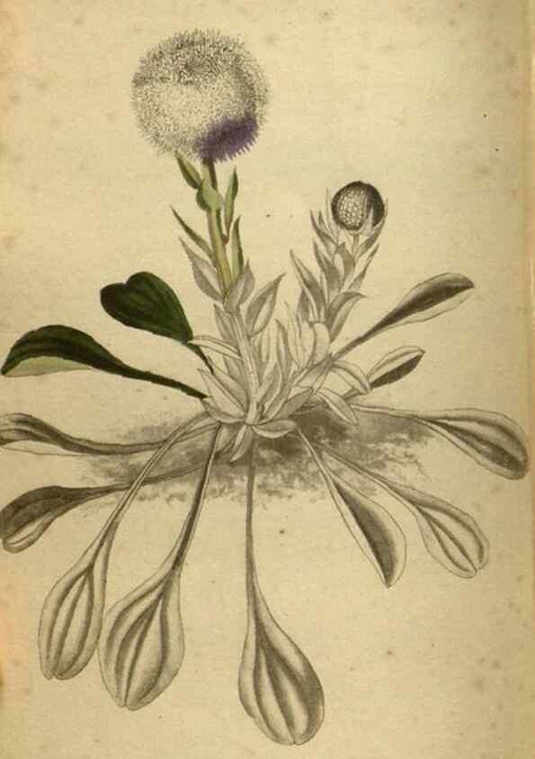 Reproducción/Reproduction 48787511696: The botanical cabinet. London :John & Arthur Arch ...,1817-1833.. 