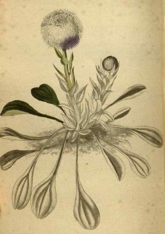 Reproducción/Reproduction 48787511696: The botanical cabinet. London :John & Arthur Arch ...,1817-1833.. 