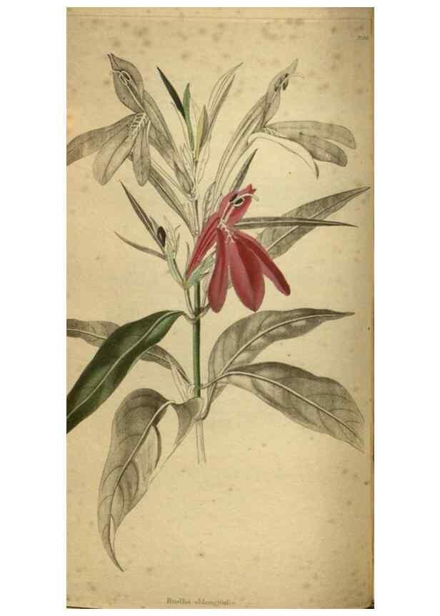 Reproducción/Reproduction 48787511896: The botanical cabinet. London :John & Arthur Arch ...,1817-1833.. 