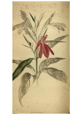 Reproducción/Reproduction 48787511896: The botanical cabinet. London :John & Arthur Arch ...,1817-1833.. 