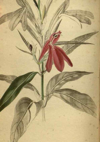 Reproducción/Reproduction 48787511896: The botanical cabinet. London :John & Arthur Arch ...,1817-1833.. 