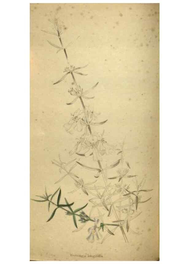 Reproducción/Reproduction 48787512131: The botanical cabinet. London :John & Arthur Arch ...,1817-1833.. 
