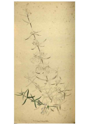 Reproducción/Reproduction 48787512131: The botanical cabinet. London :John & Arthur Arch ...,1817-1833.. 