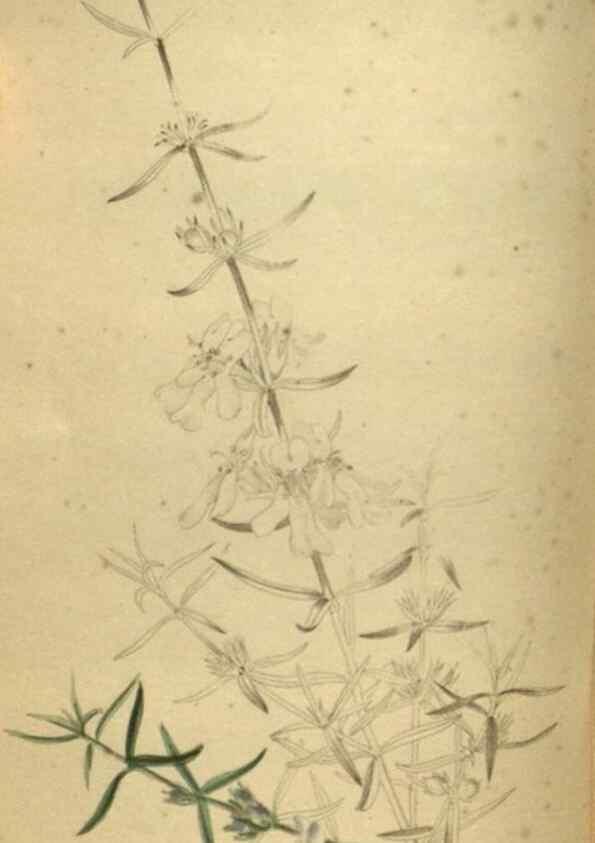 Reproducción/Reproduction 48787512131: The botanical cabinet. London :John & Arthur Arch ...,1817-1833.. 