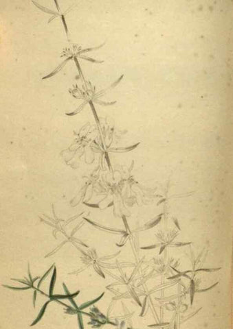 Reproducción/Reproduction 48787512131: The botanical cabinet. London :John & Arthur Arch ...,1817-1833.. 