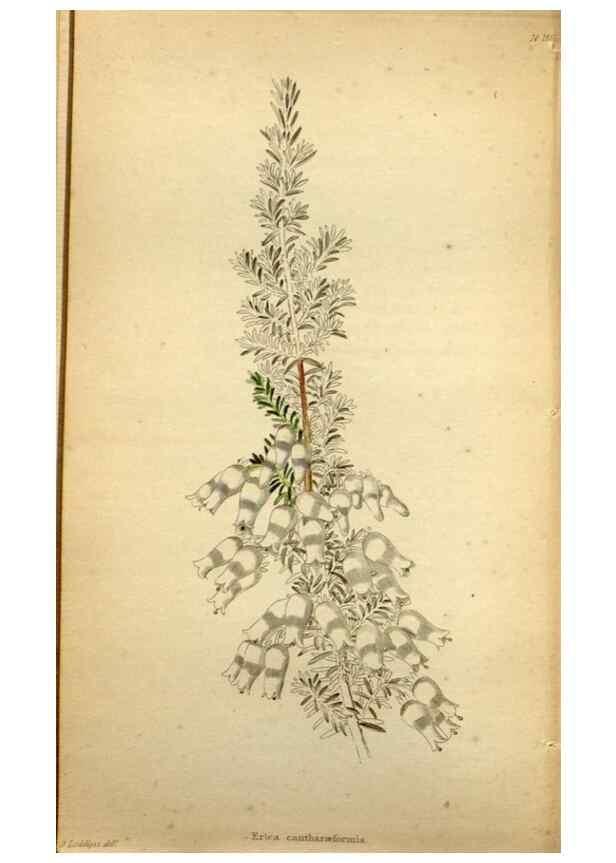 Reproducción/Reproduction 48787671151: The botanical cabinet. London :John & Arthur Arch ...,1817-1833.. 