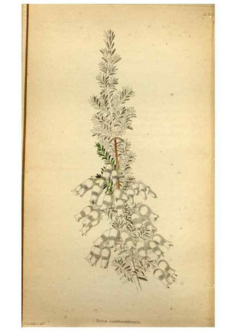 Reproducción/Reproduction 48787671151: The botanical cabinet. London :John & Arthur Arch ...,1817-1833.. 