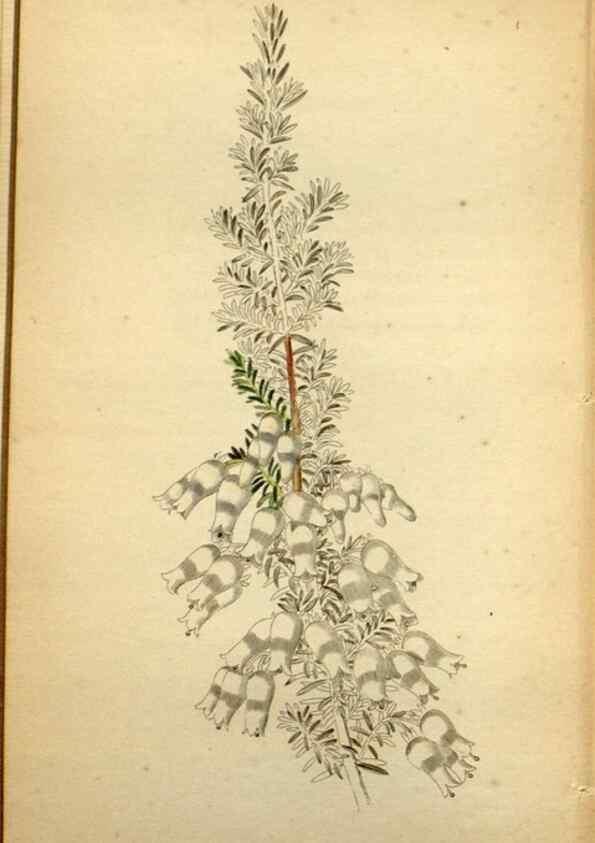 Reproducción/Reproduction 48787671151: The botanical cabinet. London :John & Arthur Arch ...,1817-1833.. 