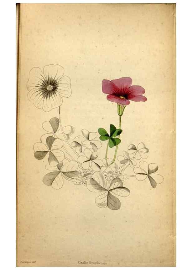 Reproducción/Reproduction 48787822277: The botanical cabinet. London :John & Arthur Arch ...,1817-1833.. 