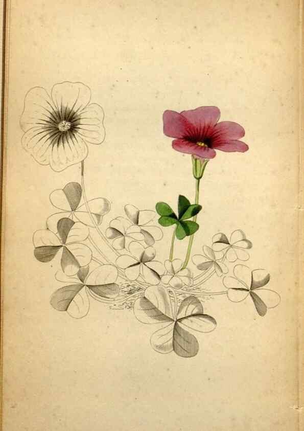 Reproducción/Reproduction 48787822277: The botanical cabinet. London :John & Arthur Arch ...,1817-1833.. 