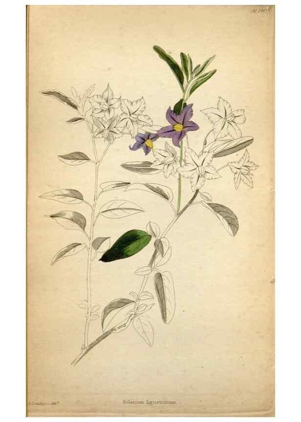Reproducción/Reproduction 48787311108: The botanical cabinet. London :John & Arthur Arch ...,1817-1833.. 
