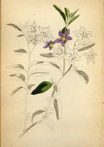 Reproducción/Reproduction 48787311108: The botanical cabinet. London :John & Arthur Arch ...,1817-1833.. 