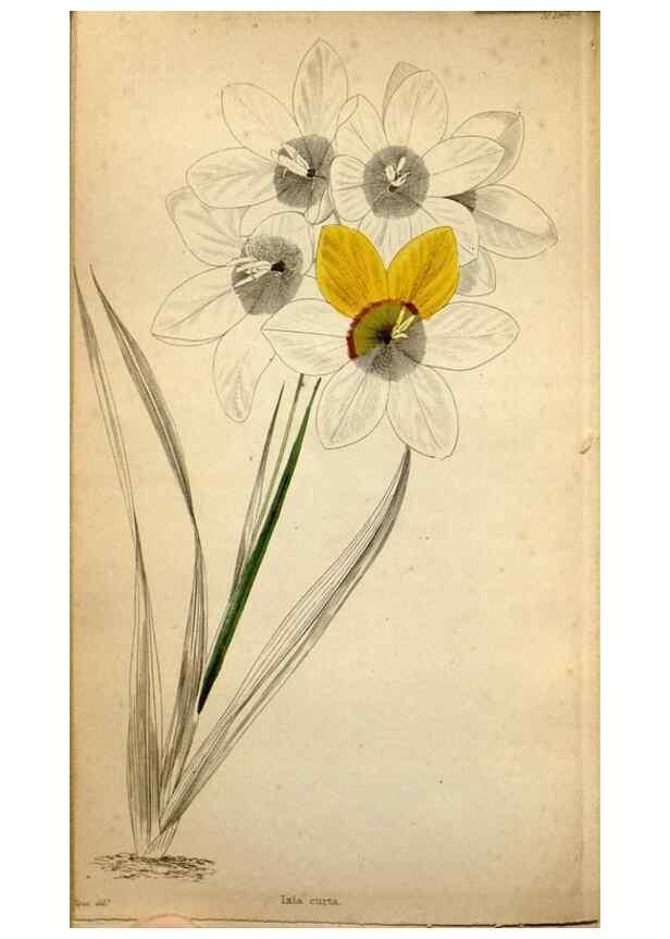 Reproducción/Reproduction 48787822947: The botanical cabinet. London :John & Arthur Arch ...,1817-1833.. 