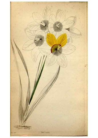 Reproducción/Reproduction 48787822947: The botanical cabinet. London :John & Arthur Arch ...,1817-1833.. 