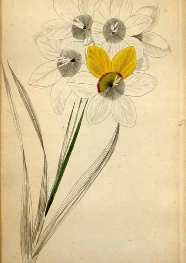 Reproducción/Reproduction 48787822947: The botanical cabinet. London :John & Arthur Arch ...,1817-1833.. 