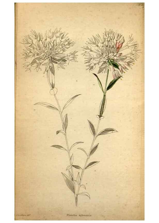 Reproducción/Reproduction 48787672331: The botanical cabinet. London :John & Arthur Arch ...,1817-1833.. 