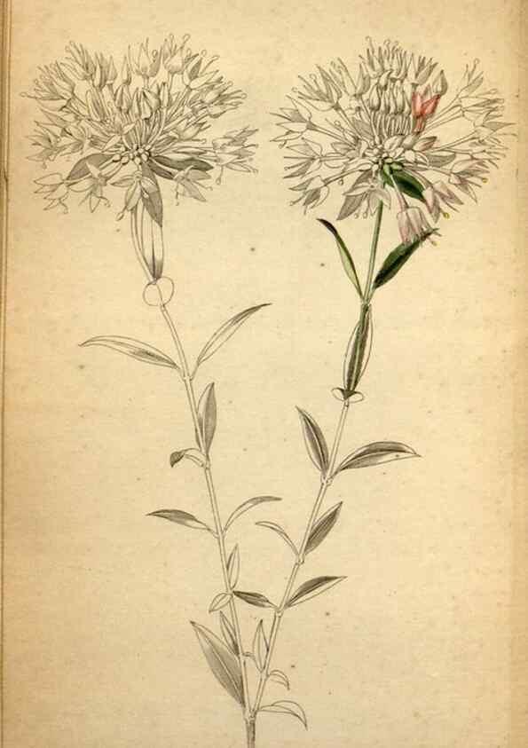 Reproducción/Reproduction 48787672331: The botanical cabinet. London :John & Arthur Arch ...,1817-1833.. 