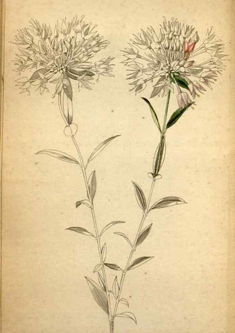 Reproducción/Reproduction 48787672331: The botanical cabinet. London :John & Arthur Arch ...,1817-1833.. 