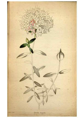 Reproducción/Reproduction 48787823677: The botanical cabinet. London :John & Arthur Arch ...,1817-1833.. 