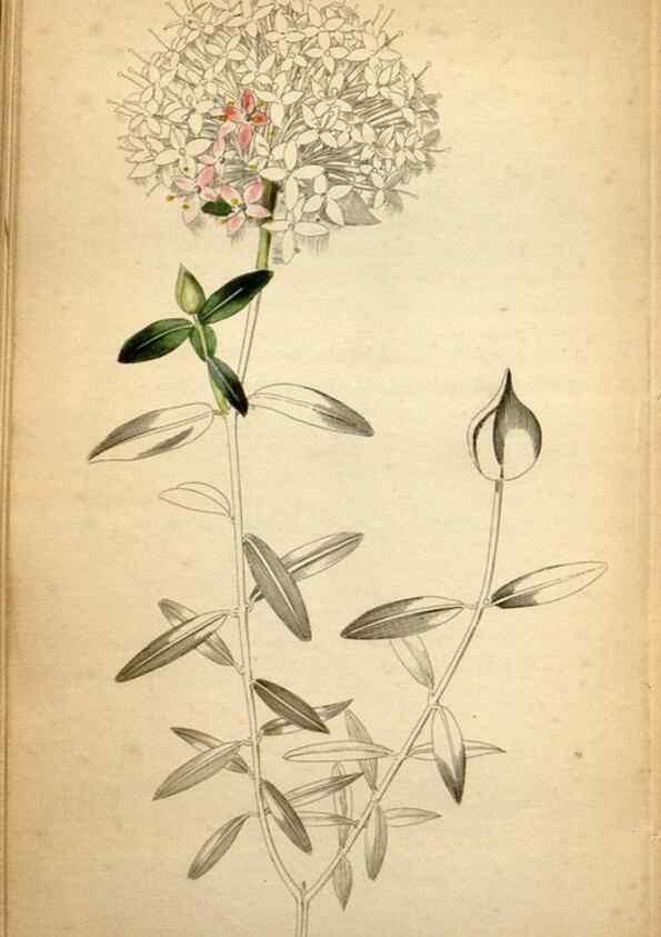 Reproducción/Reproduction 48787823677: The botanical cabinet. London :John & Arthur Arch ...,1817-1833.. 