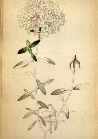Reproducción/Reproduction 48787823677: The botanical cabinet. London :John & Arthur Arch ...,1817-1833.. 