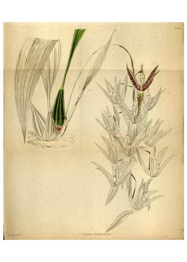Reproducción/Reproduction 48787673036: The botanical cabinet. London :John & Arthur Arch ...,1817-1833.. 