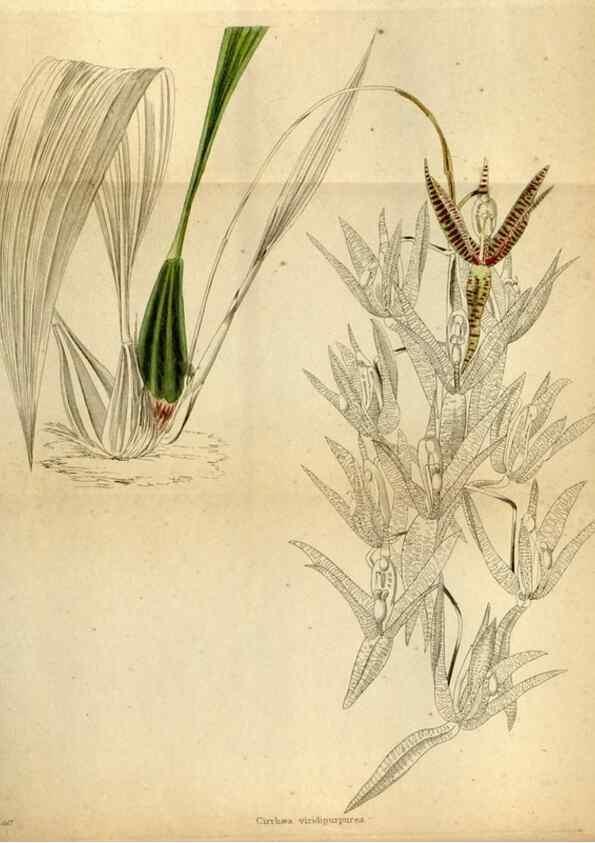 Reproducción/Reproduction 48787673036: The botanical cabinet. London :John & Arthur Arch ...,1817-1833.. 