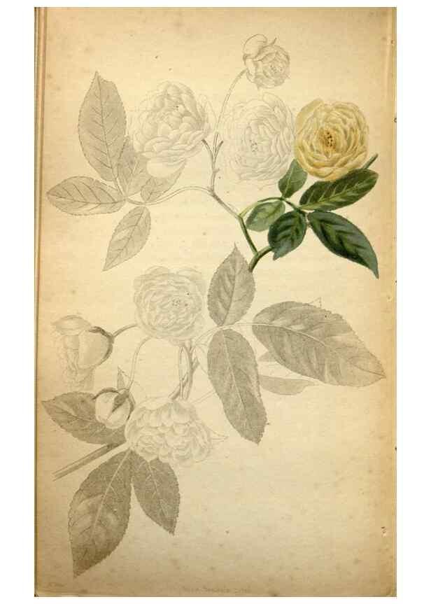 Reproducción/Reproduction 48787821617: The botanical cabinet. London :John & Arthur Arch ...,1817-1833.. 