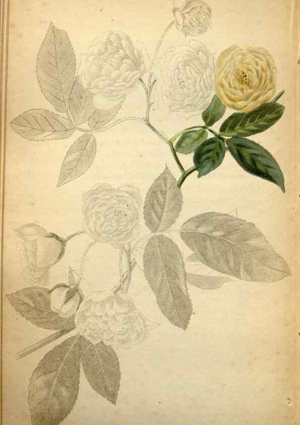 Reproducción/Reproduction 48787821617: The botanical cabinet. London :John & Arthur Arch ...,1817-1833.. 