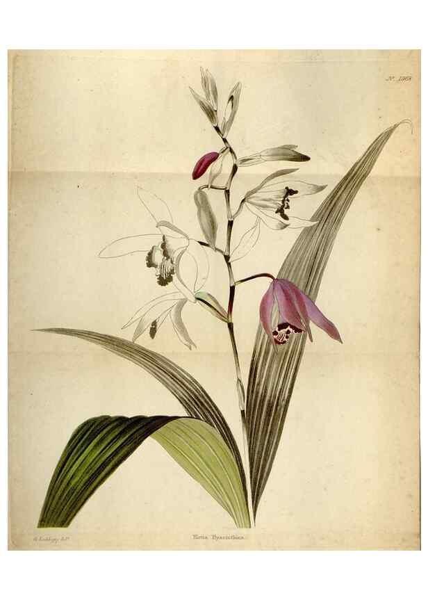 Reproducción/Reproduction 48787312638: The botanical cabinet. London :John & Arthur Arch ...,1817-1833.. 