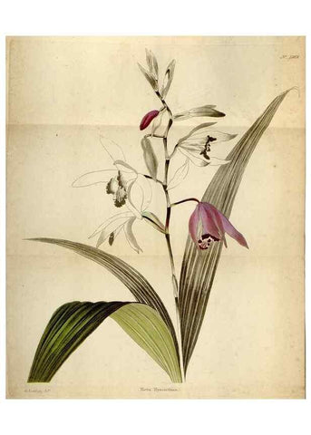 Reproducción/Reproduction 48787312638: The botanical cabinet. London :John & Arthur Arch ...,1817-1833.. 
