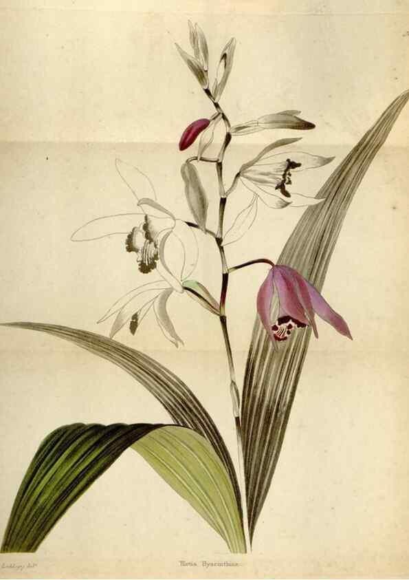 Reproducción/Reproduction 48787312638: The botanical cabinet. London :John & Arthur Arch ...,1817-1833.. 