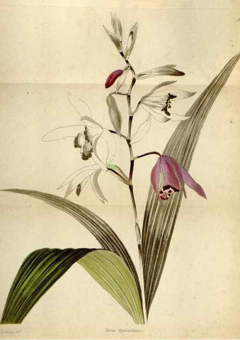 Reproducción/Reproduction 48787312638: The botanical cabinet. London :John & Arthur Arch ...,1817-1833.. 