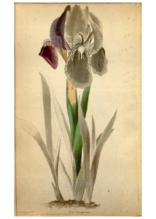 Reproducción/Reproduction 48787673851: The botanical cabinet. London :John & Arthur Arch ...,1817-1833.. 