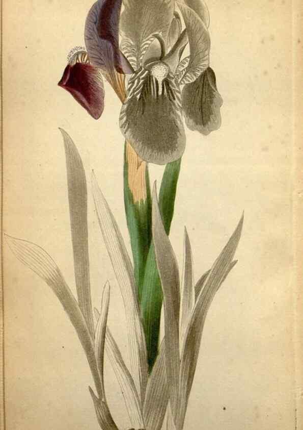 Reproducción/Reproduction 48787673851: The botanical cabinet. London :John & Arthur Arch ...,1817-1833.. 