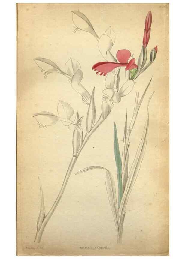 Reproducción/Reproduction 48787674146: The botanical cabinet. London :John & Arthur Arch ...,1817-1833.. 