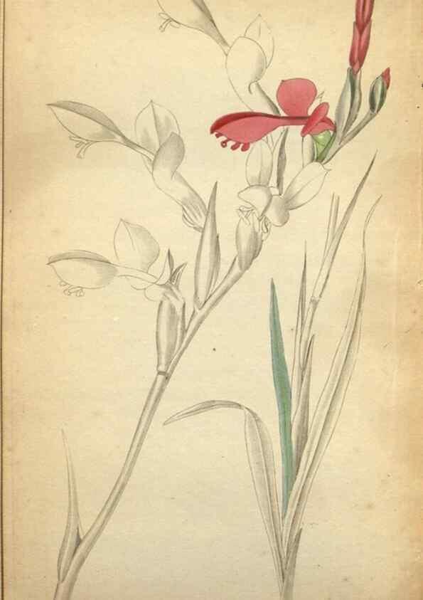Reproducción/Reproduction 48787674146: The botanical cabinet. London :John & Arthur Arch ...,1817-1833.. 