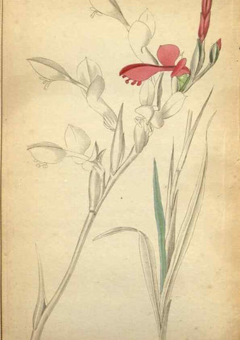Reproducción/Reproduction 48787674146: The botanical cabinet. London :John & Arthur Arch ...,1817-1833.. 