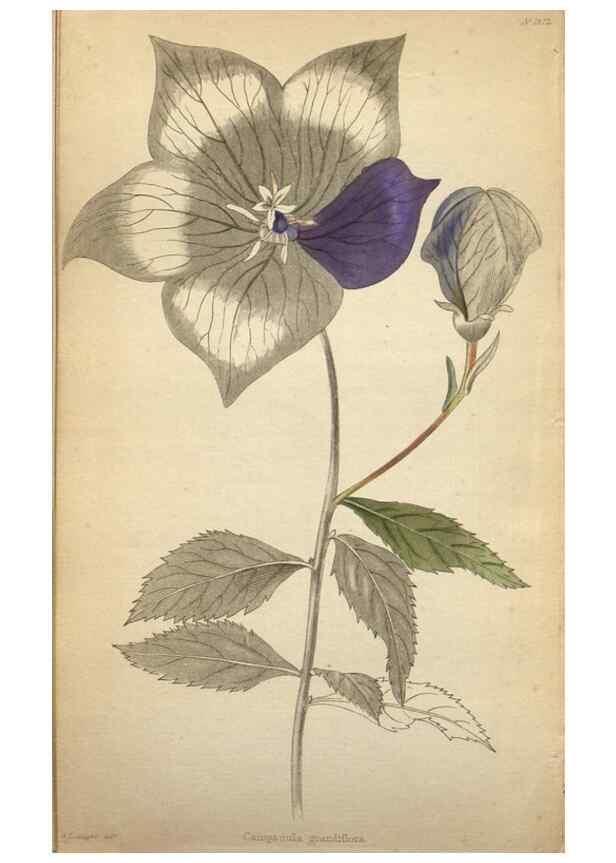 Reproducción/Reproduction 48787825227: The botanical cabinet. London :John & Arthur Arch ...,1817-1833.. 
