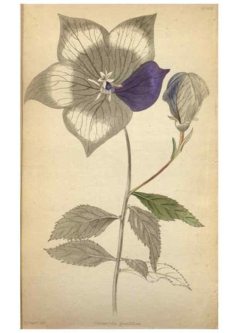 Reproducción/Reproduction 48787825227: The botanical cabinet. London :John & Arthur Arch ...,1817-1833.. 