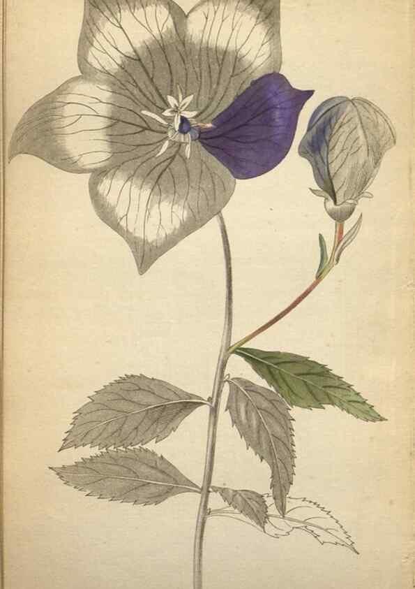 Reproducción/Reproduction 48787825227: The botanical cabinet. London :John & Arthur Arch ...,1817-1833.. 