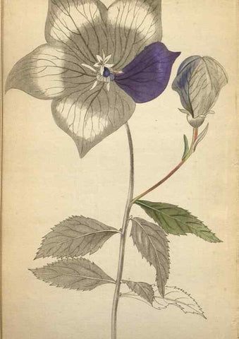 Reproducción/Reproduction 48787825227: The botanical cabinet. London :John & Arthur Arch ...,1817-1833.. 