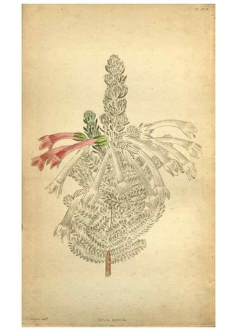 Reproducción/Reproduction 48787825447: The botanical cabinet. London :John & Arthur Arch ...,1817-1833.. 