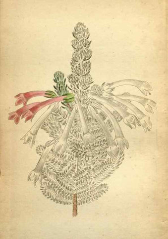 Reproducción/Reproduction 48787825447: The botanical cabinet. London :John & Arthur Arch ...,1817-1833.. 