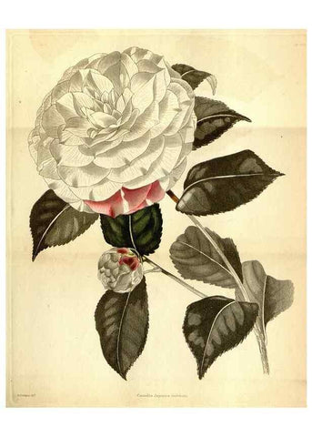 Reproducción/Reproduction 48787825672: The botanical cabinet. London :John & Arthur Arch ...,1817-1833.. 