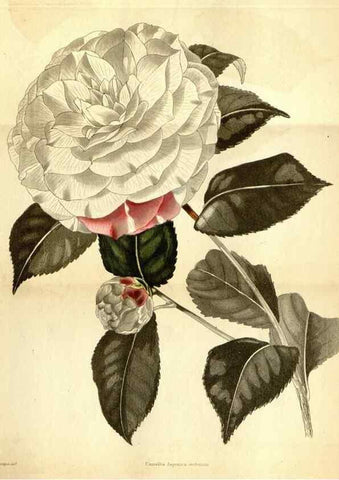 Reproducción/Reproduction 48787825672: The botanical cabinet. London :John & Arthur Arch ...,1817-1833.. 